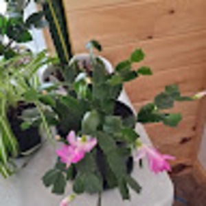 Meet your Posher, Leanne